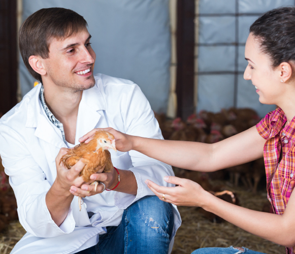 galline frais rencontrer les eleveurs