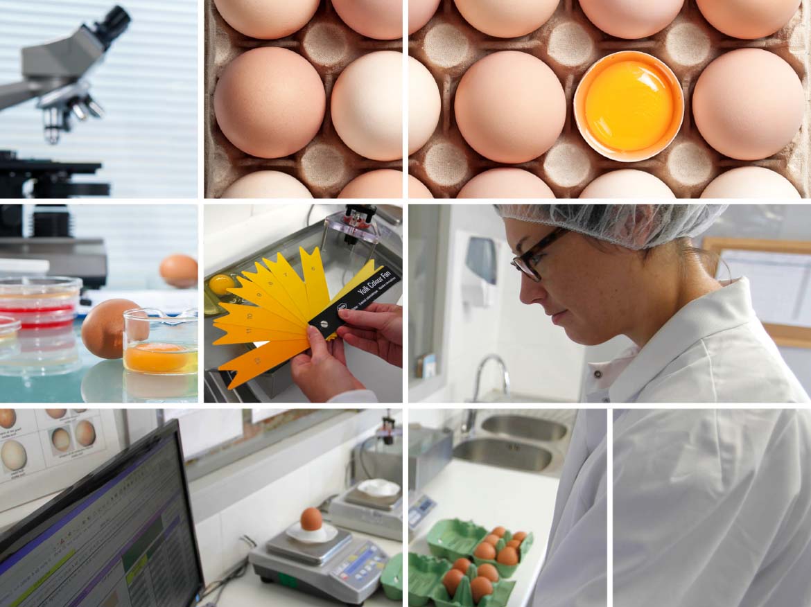 l'entreprise Galline Frais Laboratoire Qualité